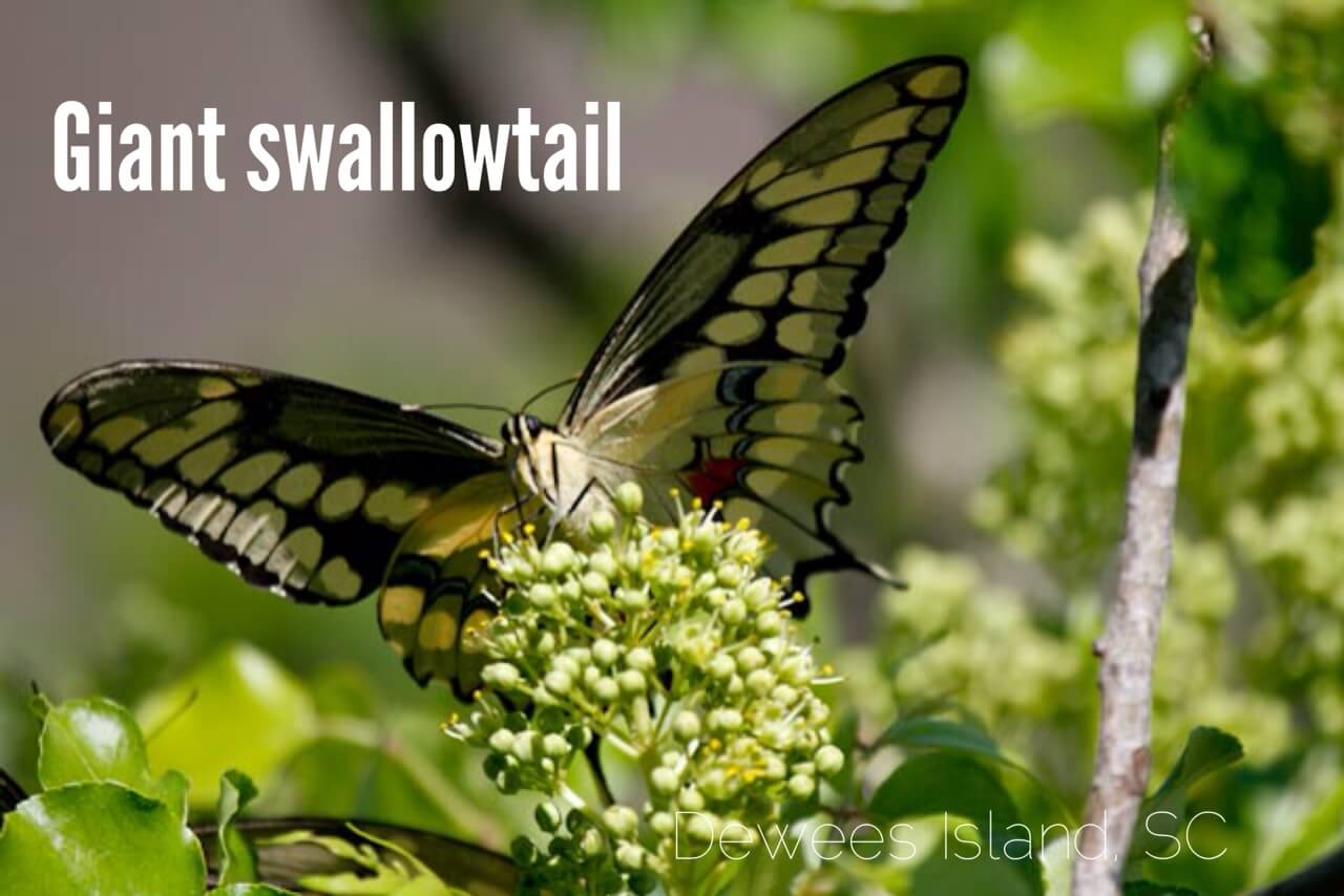 Giant Swallowtail